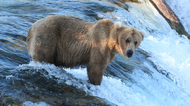 Brown Bear ‘Grazer’ Katmai National Park and Preserve, Alaska, USA